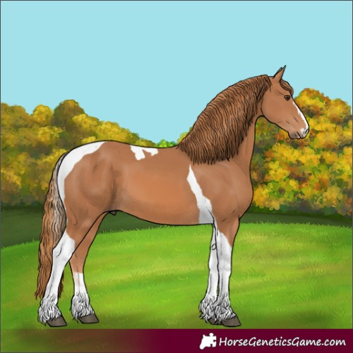 Horse Color:Chestnut Tobiano 