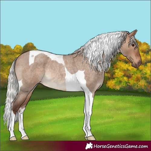 Horse Color:Silver Brown Roan Dun Tobiano Rabicano 