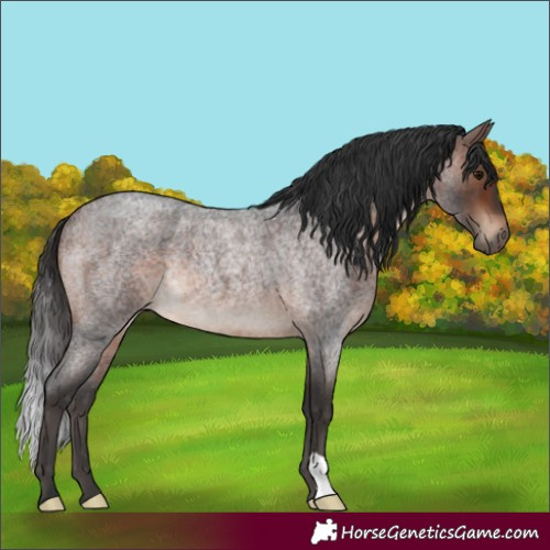 Horse Color:Brown Roan Rabicano 