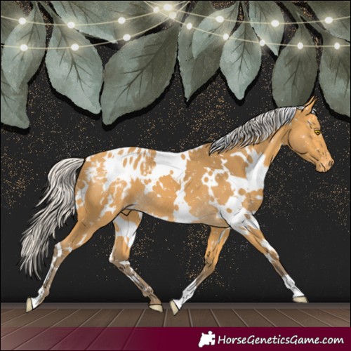 Horse Color:White Spotted Silver Buckskin Appaloosa