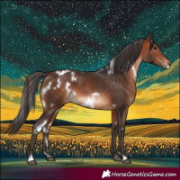 Horse Color:White Spotted Bay
