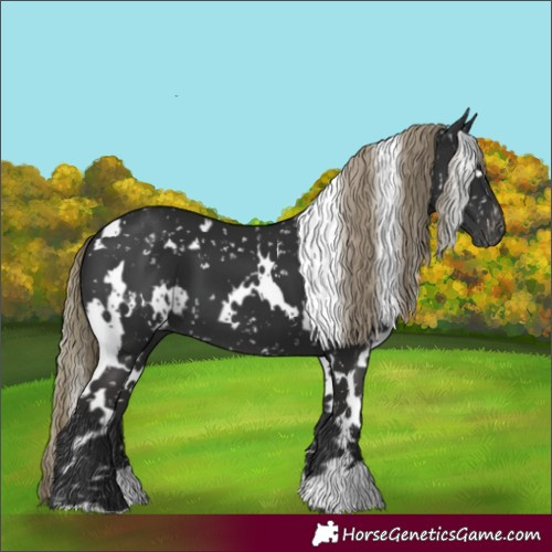 Horse Color:Gray White Spotted Liver Chestnut Mushroom Appaloosa