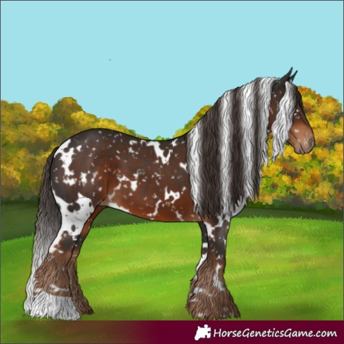 Horse Color:Gray White Spotted Liver Chestnut Appaloosa 