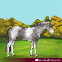 Horse Color:White Spotted Smoky Grullo Rabicano 