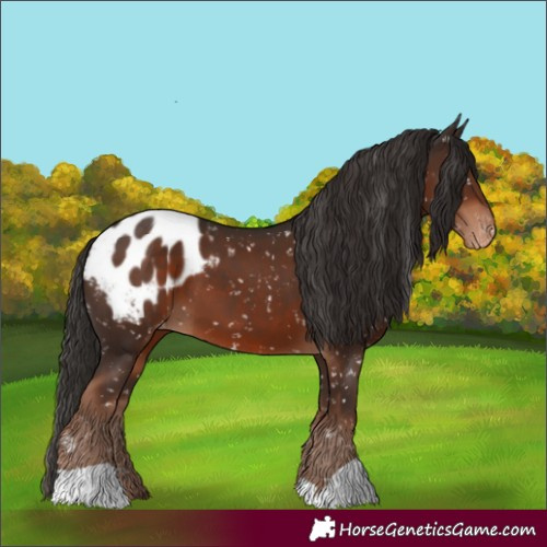 Horse Color:Liver Chestnut Appaloosa 
