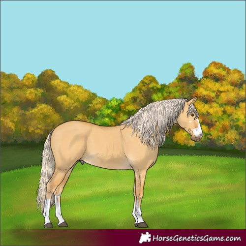 Horse Color:Palomino Dun
