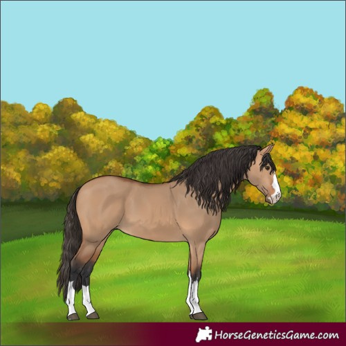 Horse Color:Bay Dun