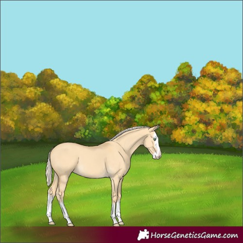 Horse Color:Gold Cream Champagne Dun Splash