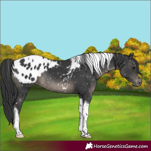 Horse Color:Black Tobiano Appaloosa Rabicano 