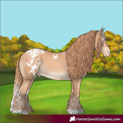 Horse Color:White Spotted Gold Champagne Appaloosa