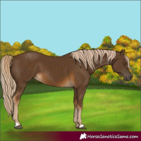 Horse Color:Chocolate Palomino