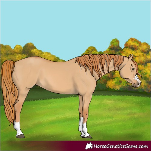 Horse Color:Red Dun