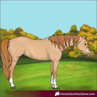 Horse Color:Red Dun 