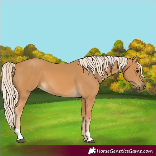 Horse Color:Palomino