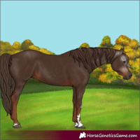 Horse Color:Gray Chestnut 