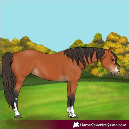 Horse Color:Bay 