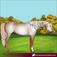 Horse Color:Gray Chestnut