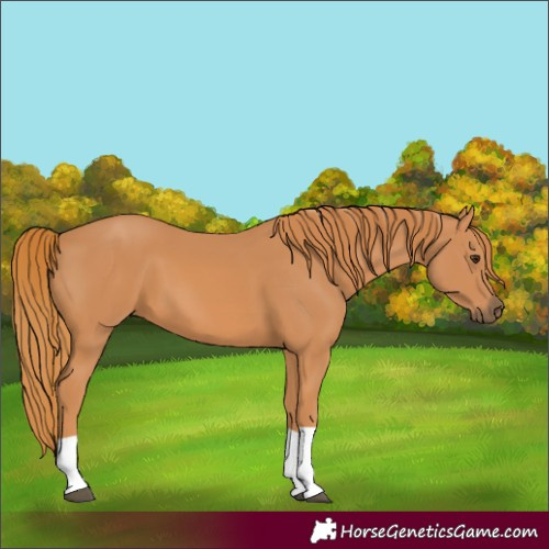 Horse Color:Chestnut 