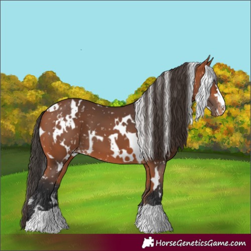 Horse Color:White Spotted Bay Appaloosa 
