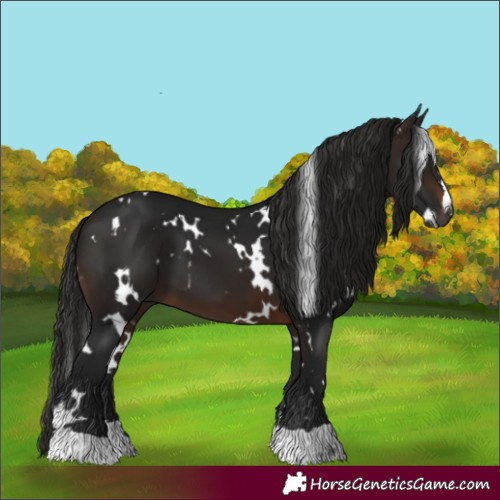 Horse Color:Gray White Spotted Bay 