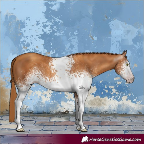 Horse Color:Gray White Spotted Gold Champagne 