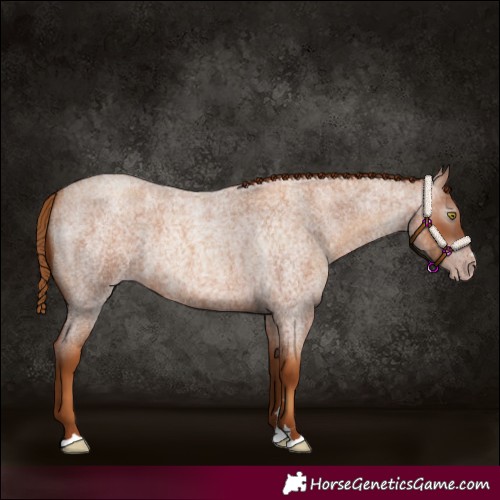Horse Color:Gray Gold Champagne Roan