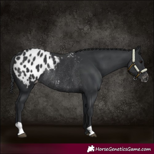 Horse Color:Black Blanket Rabicano