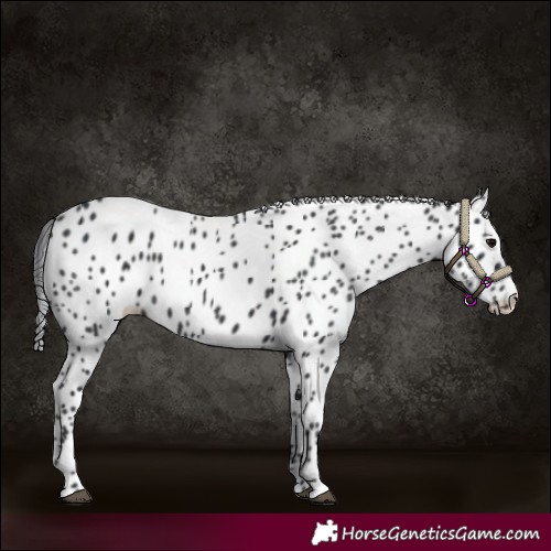 Horse Color:Black Leopard Rabicano