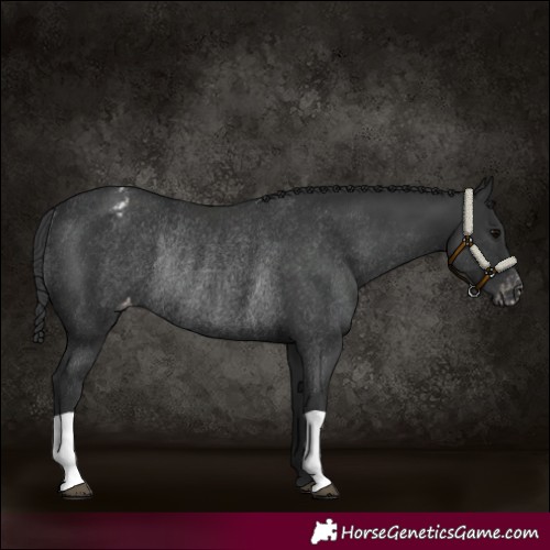 Horse Color:Black Varnish Rabicano 