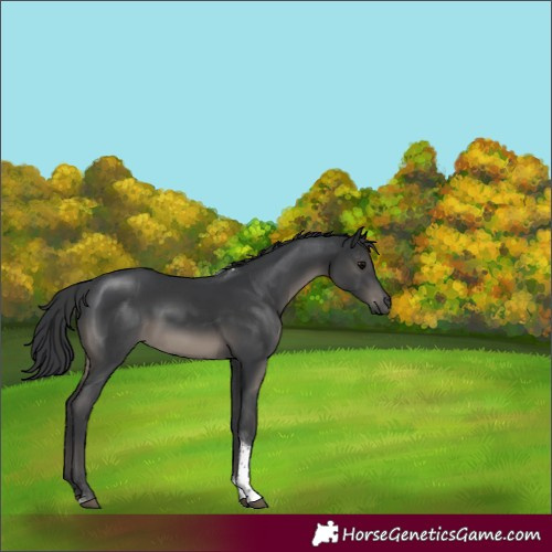 Horse Color:Black Tobiano 