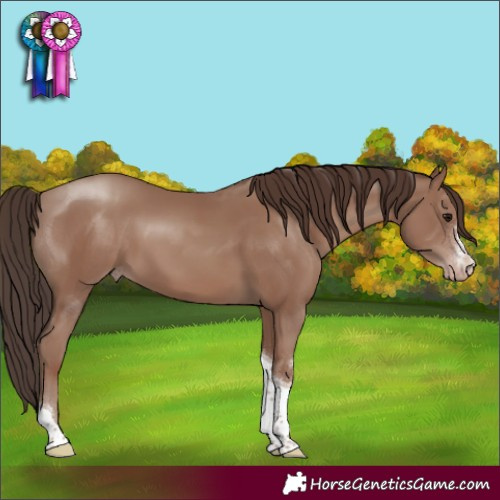Horse Color:Classic Champagne Sabino Tobiano