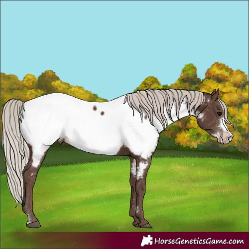 Horse Color:Silver Black Sabino Frame Appaloosa Rabicano