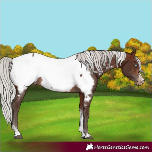 Horse Color:Silver Brown Tobiano Frame Appaloosa 