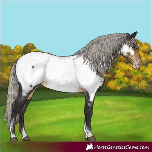 Horse Color:Silver Buckskin Tobiano Appaloosa Rabicano 