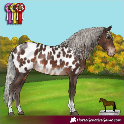 Horse Color:Silver Brown Tobiano Appaloosa Rabicano