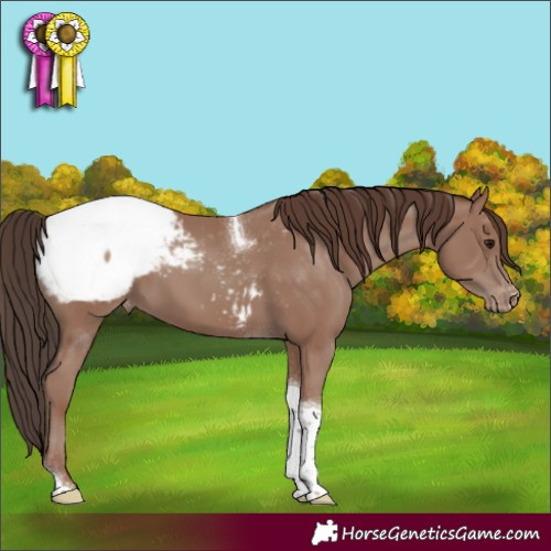 Horse Color:Classic Champagne Tobiano Appaloosa 