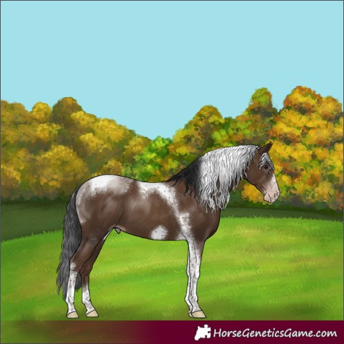 Horse Color:Gray Classic Champagne Tobiano Frame 