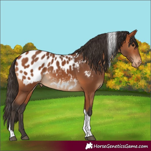 Horse Color:Bay Tobiano Appaloosa
