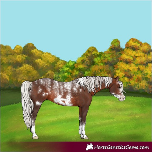 Horse Color:Powder White Silver Brown Frame Rabicano 