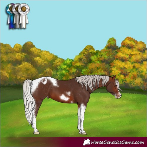 Horse Color:Silver Brown Tobiano Frame Appaloosa 