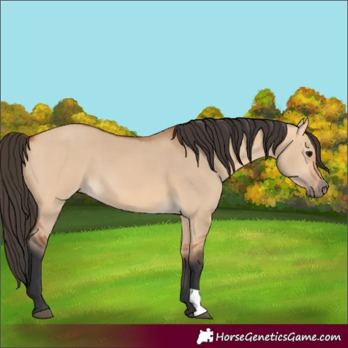 Horse Color:Bay Dun