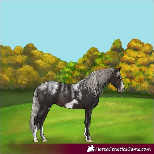 Horse Color:Powder White Gray Silver Brown Frame Rabicano