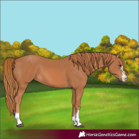 Horse Color:Chestnut 