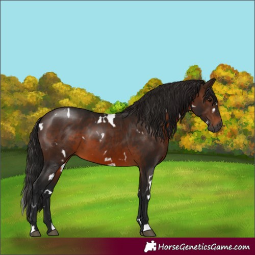 Horse Color:Gray White Spotted Bay 