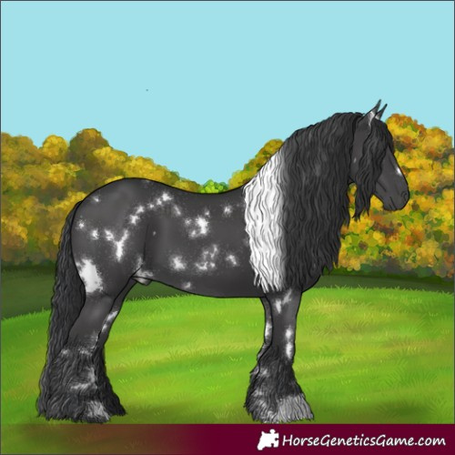 Horse Color:White Spotted Black