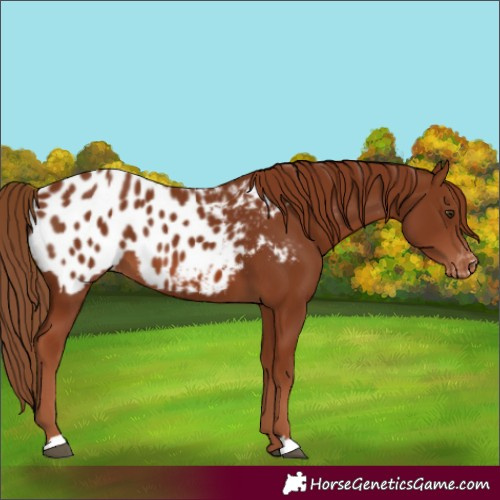 Horse Color:Chestnut Appaloosa 