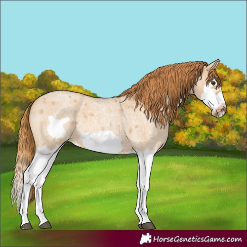 Horse Color:Red Dun Roan Splash Frame Rabicano 
