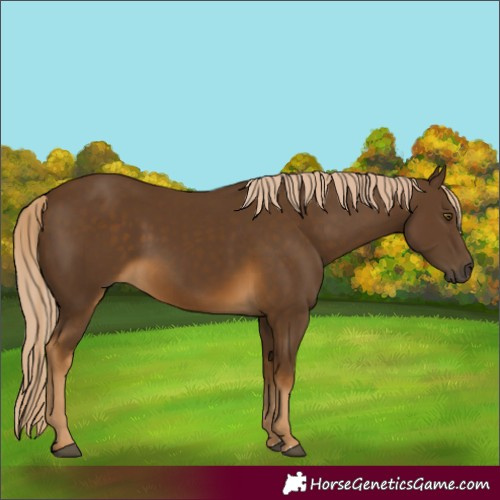 Horse Color:Chocolate Palomino
