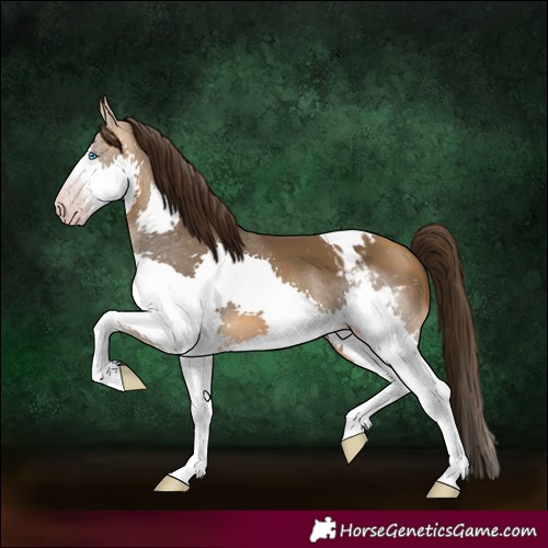 Horse Color:Gray Amber Cream Champagne Splash Tobiano Appaloosa Rabicano 