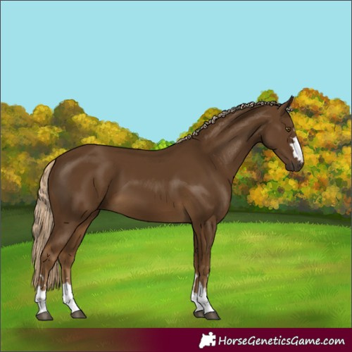 Horse Color:Chocolate Palomino